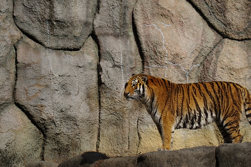 Siberian tiger at the Oradea Zoo, Romania