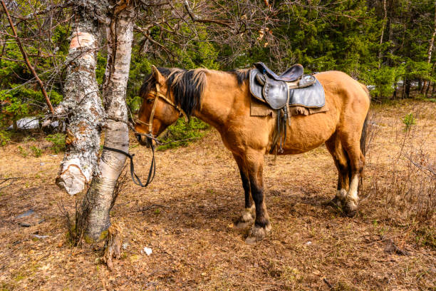 South Ural horses, horseback riding, farm with a unique landscape, vegetation and diversity of nature. Beloretsk, Russia - May 4, 2022: South Ural horses, horseback riding, farm with a unique landscape, vegetation and diversity of nature in spring. south ural stock pictures, royalty-free photos & images