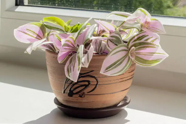 A beautiful potted plant is a two-color tradescantia on the windowsill in the room.