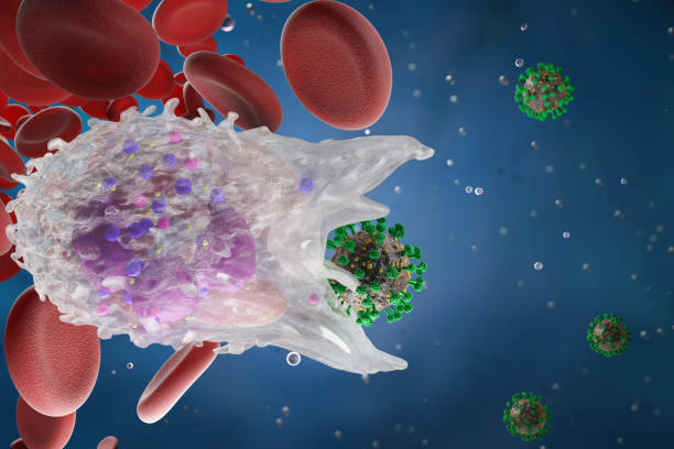 istock Leukocyte, white blood cells inside a human vein. . 3d render. 1416174571