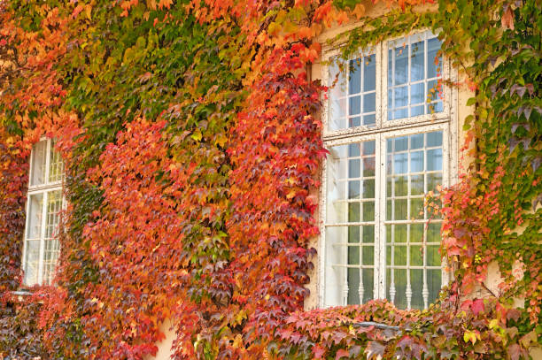wall with wooden windows and colorful creeper leafs autumn season stock photo