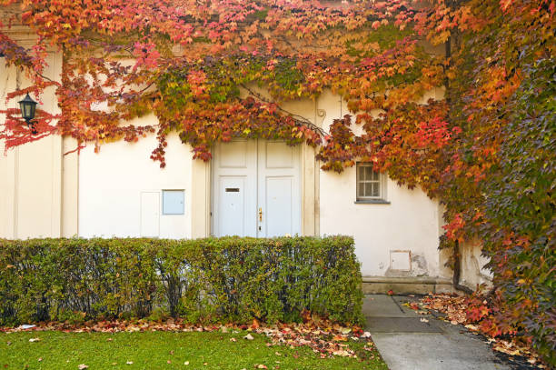 the wall of an old house covered with colorful creeper leafs autumn season stock photo