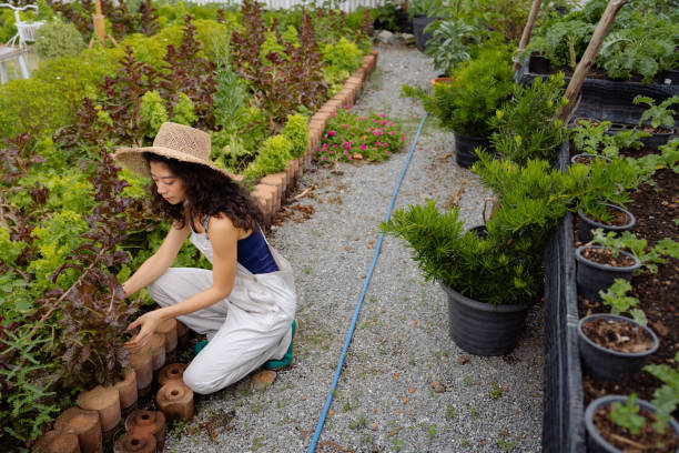 Asian woman with home vegetable garden Asian woman arranging plants in vegetable plot on weekends. garden stock pictures, royalty-free photos & images