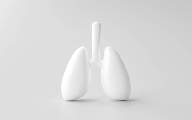 人間の肺は、医学的な呼吸器生物学器官の健康ケアまたは肺内呼吸システムおよびx線呼吸治療と白い健康解剖学胸部3d背景に単離された。 - pulmonary valve ストックフォトと画像