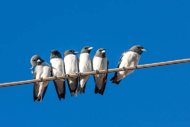 istock White-breasted Wood Swallow 1416189461