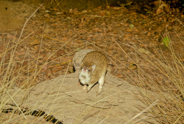 Golden bandicoot