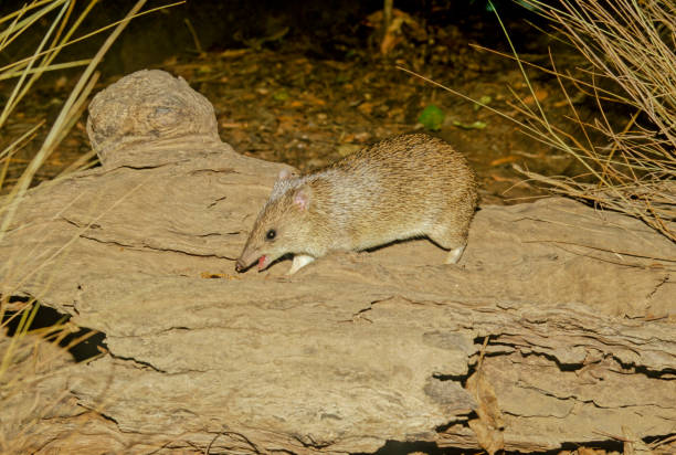 istock Golden bandicoot 1416190408