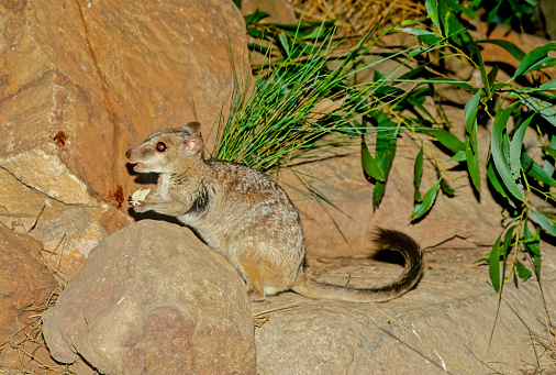 Nabarleks (Petrogale concinna), are a tiny species of macropod found in northern Australia.