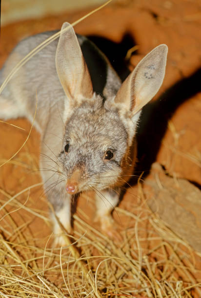 macrotis - bilby - fotografias e filmes do acervo