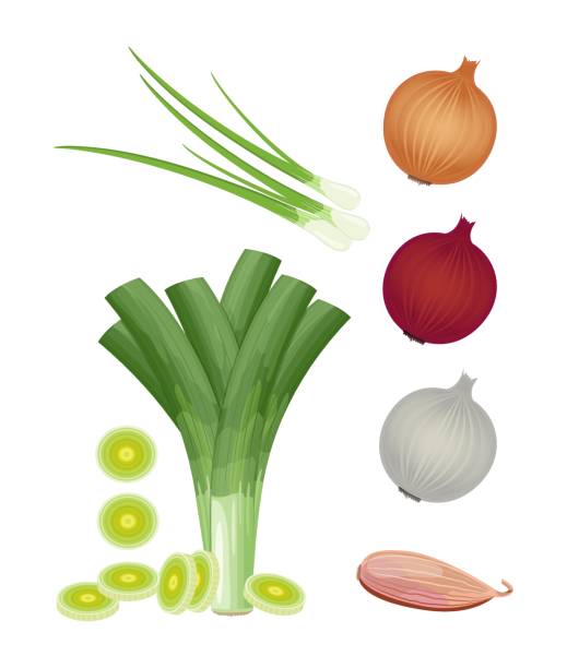 ilustrações de stock, clip art, desenhos animados e ícones de onion in assortment: shallot, chives, leek, red, white and yellow onion, vector illustration isolated on white background - chive white onion backgrounds