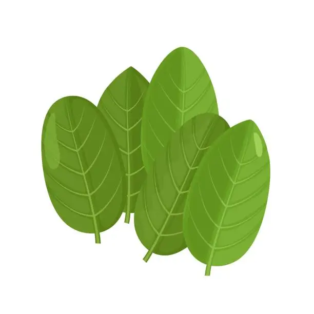 Vector illustration of Sorrel leaves, vector illustration on white background