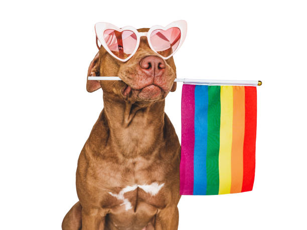 istock Lovable, pretty dog and Rainbow Flag. Closeup 1416207941