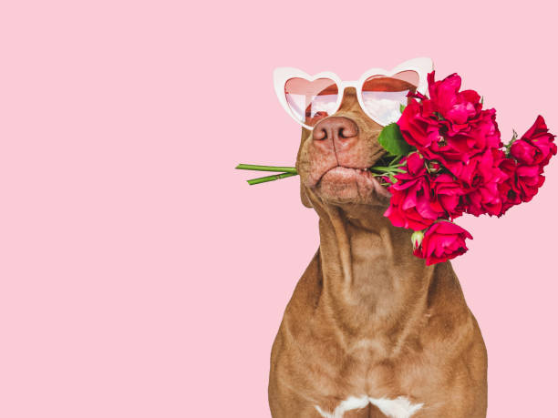 istock Lovable, pretty brown puppy and bright flowers 1416208448
