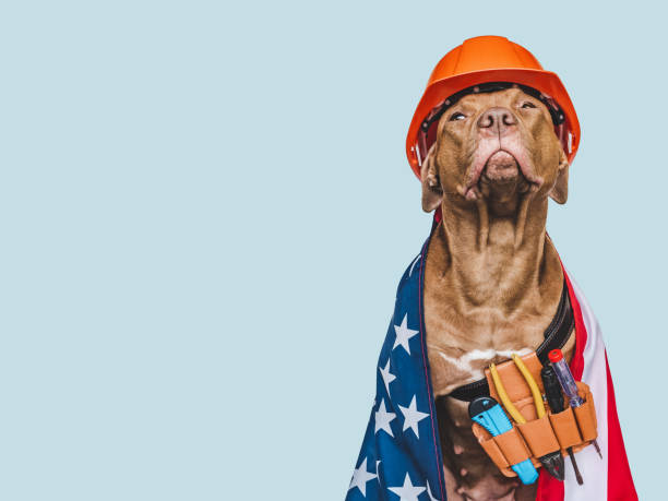 istock Lovable, pretty brown puppy and hand tools 1416208454