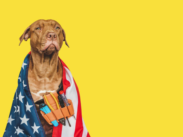 istock Lovable, pretty brown puppy and hand tools 1416208458