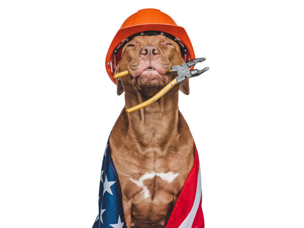 istock Lovable, pretty brown puppy and hand tools 1416208463
