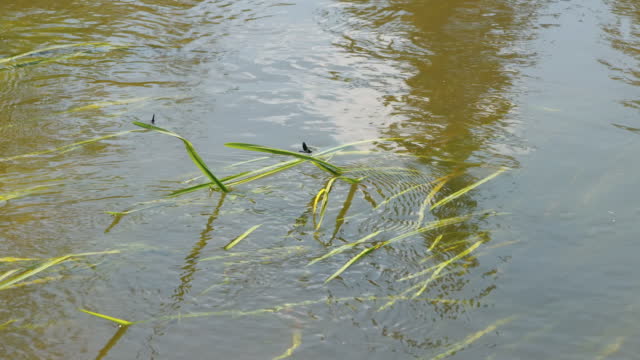 Two blue dragonflies on the water pond in Estonia