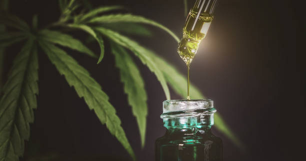 droplet dosing a CBD hemp oil  from a marijuana plant herbal leaf for biological and pharmaceutical essential oil drug stock photo