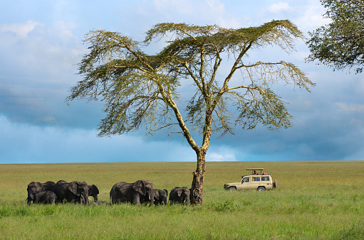 Herd of elephants with their baby in the tall grass of Tanzania