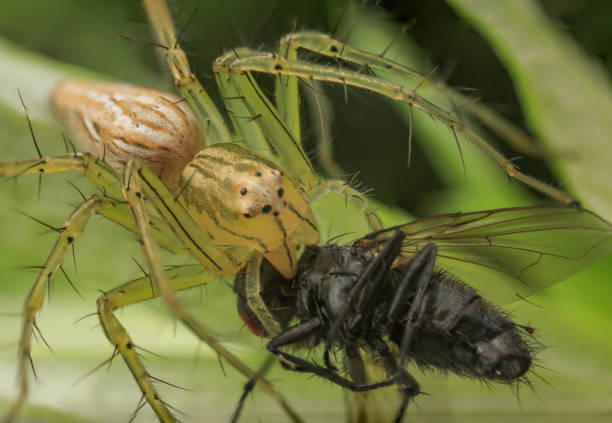 istock Garden spider with prey. 1416211210