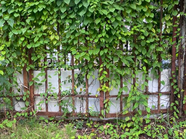 istock Green leaves on fence 1416213849