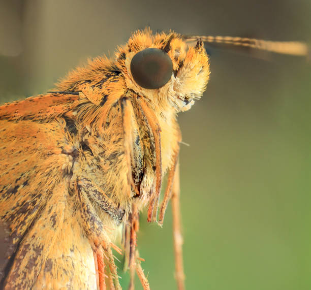 istock butterfly  head taken with macro photography. 1416225516