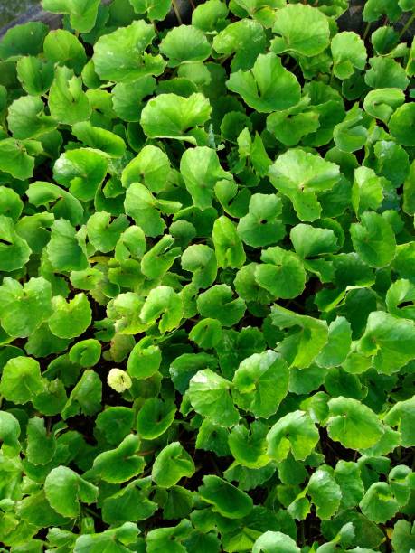 органический листовой овощ: centella asiatica - plant size стоковые фото и изображения