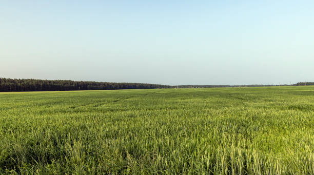 istock Wheat field with unripe wheat swaying in the wind 1416230053