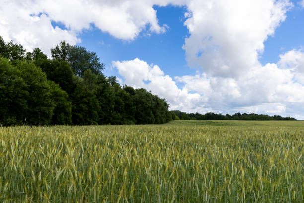 istock Wheat field with unripe wheat swaying in the wind 1416230370