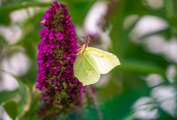 macro of a brimstone butterfly - citronfjäril bildbanksfoton och bilder