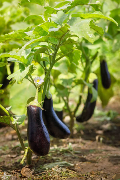 istock ripe purple eggplants growing on the bush 1416232255