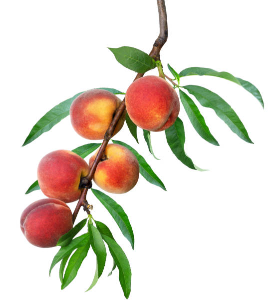 istock ripe peaches on branch isolated on white 1416232299