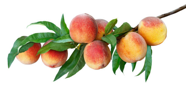istock branch with ripe peaches isolated on white 1416232302