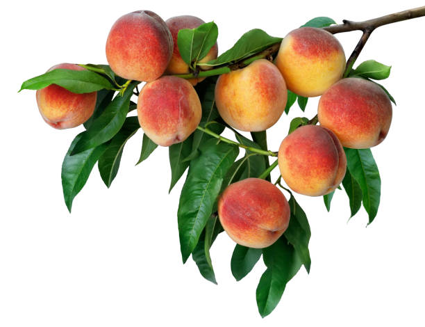 branch with ripe peaches isolated on white