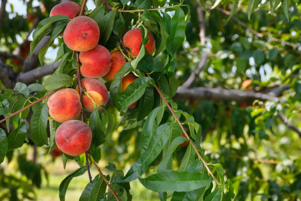 istock ripe peaches in garden ready to harvest 1416232310