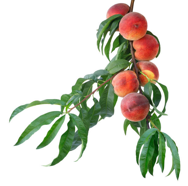 istock ripe peaches on branch isolated on white 1416232311