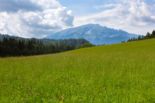 green meadow and view of the mountains in the tyrolean alps.