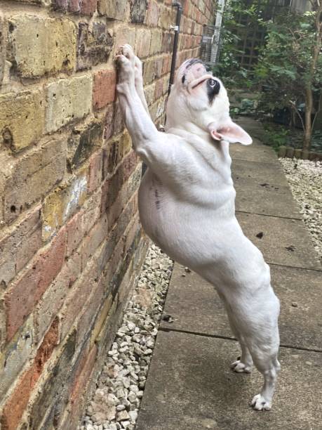 istock French Bulldog dog stretching against a wall for exercise 1416233117