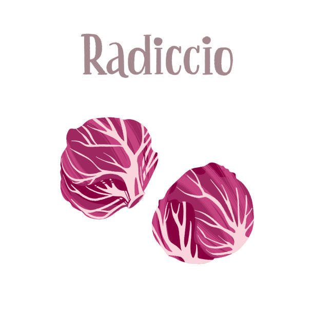 illustrations, cliparts, dessins animés et icônes de produit de nutrition saine. salade de radicchio fraîche et savoureuse. - radicchio