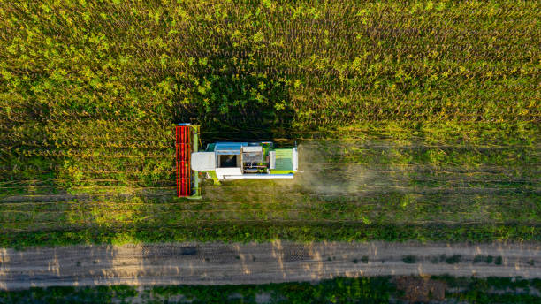 istock Above view on combine, harvester machine, harvest ripe sunflower 1416244996