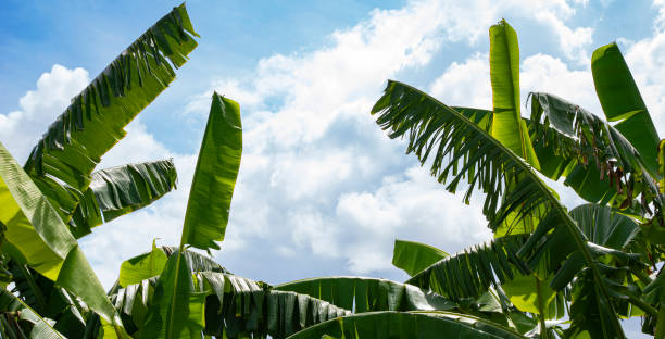 istock tropical banana bush 1416245187