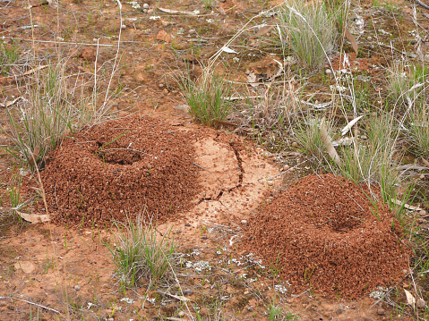 Ants dragging Millipede to nest - animal behavior.