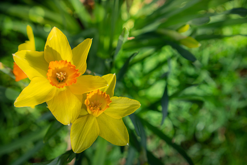 Closeup of Two Daffodils from Above on A Bright Spring Morning, Selective Focus with Copy Space