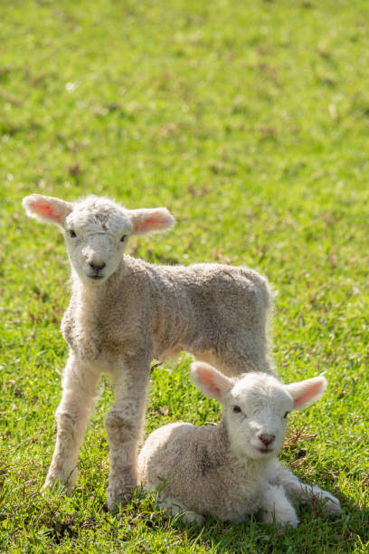 들판에 수직에있는 두 마리의 봄 어린 양 - sheep grazing vertical photography 뉴스 사진 이미지