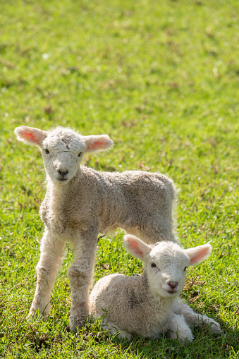 Prime lambs on green grass