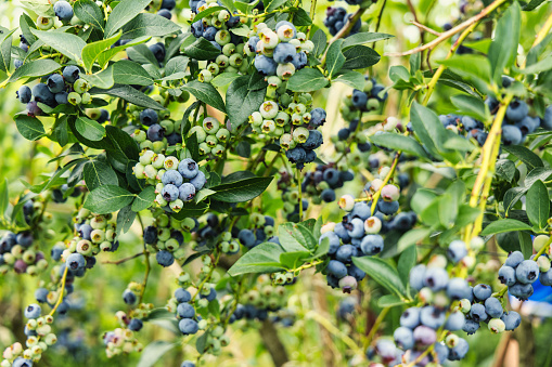 Bowl of blueberries and cranberries with a couple of green plant leaves on wooden background