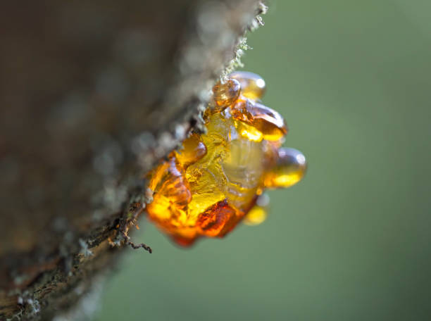 istock Resin Like Amber /Macro Photography 1416247021