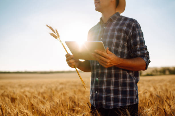 Farmer on a wheat field with a tablet in his hands. stock photo