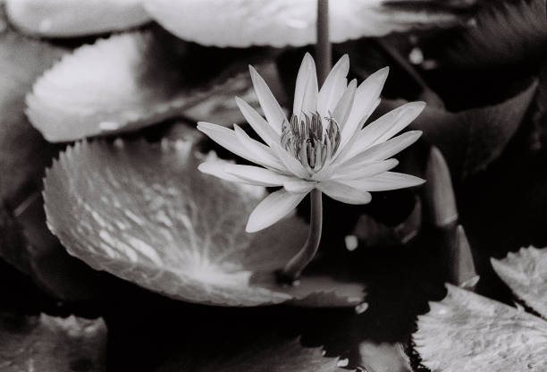 istock Nature photo film: Lyly flowers. This is beautifull flowers. 1416255466