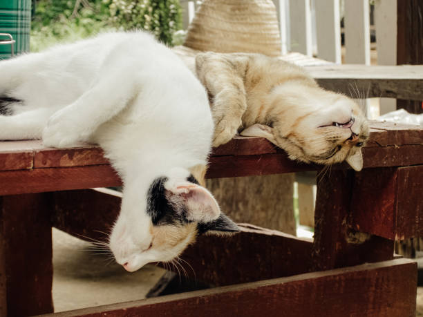 istock Two Thai cats sleeping and embracing each other happily on the table. Lovely funny kitten face. Showing the love of animals. 1416262973